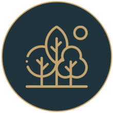 ARBORIZADO
